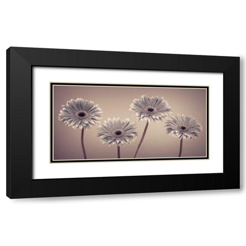 AF20120914 Gerberas 109C01 Black Modern Wood Framed Art Print with Double Matting by Frank, Assaf