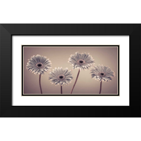AF20120914 Gerberas 109C01 Black Modern Wood Framed Art Print with Double Matting by Frank, Assaf