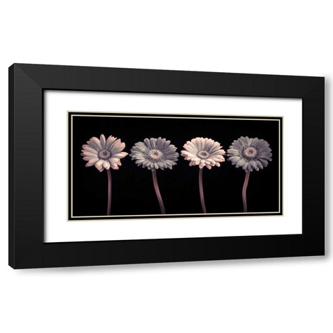 AF20120902 Gerberas 059C12 Black Modern Wood Framed Art Print with Double Matting by Frank, Assaf