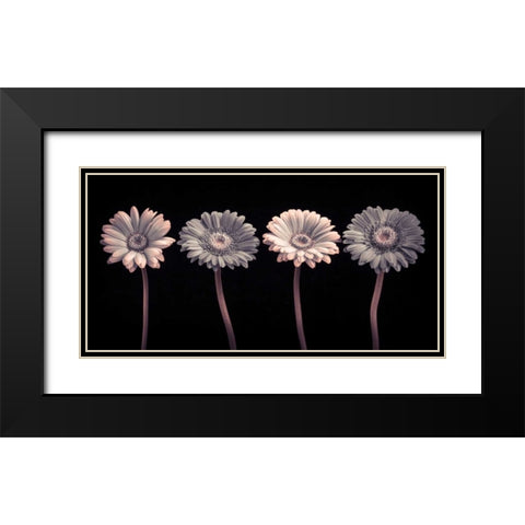 AF20120902 Gerberas 059C12 Black Modern Wood Framed Art Print with Double Matting by Frank, Assaf