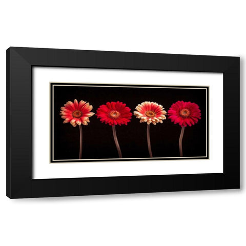 AF20120902 Gerberas 059C14 Black Modern Wood Framed Art Print with Double Matting by Frank, Assaf