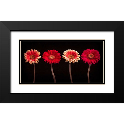 AF20120902 Gerberas 059C14 Black Modern Wood Framed Art Print with Double Matting by Frank, Assaf