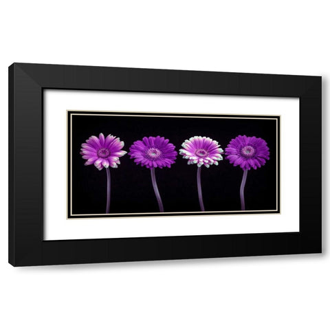 AF20120902 Gerberas 059C10 Black Modern Wood Framed Art Print with Double Matting by Frank, Assaf