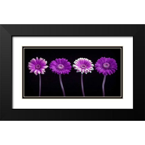 AF20120902 Gerberas 059C10 Black Modern Wood Framed Art Print with Double Matting by Frank, Assaf