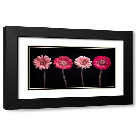 AF20120902 Gerberas 059C16 Black Modern Wood Framed Art Print with Double Matting by Frank, Assaf
