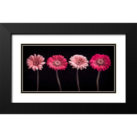AF20120902 Gerberas 059C16 Black Modern Wood Framed Art Print with Double Matting by Frank, Assaf