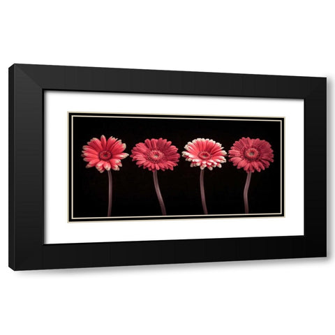 AF20120902 Gerberas 059C22 Black Modern Wood Framed Art Print with Double Matting by Frank, Assaf