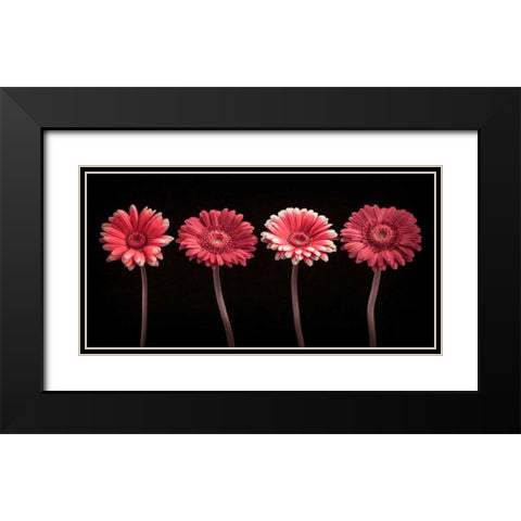 AF20120902 Gerberas 059C22 Black Modern Wood Framed Art Print with Double Matting by Frank, Assaf