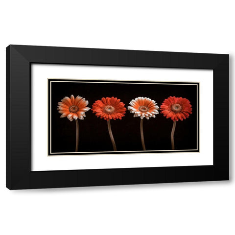 AF20120902 Gerberas 059C18 Black Modern Wood Framed Art Print with Double Matting by Frank, Assaf