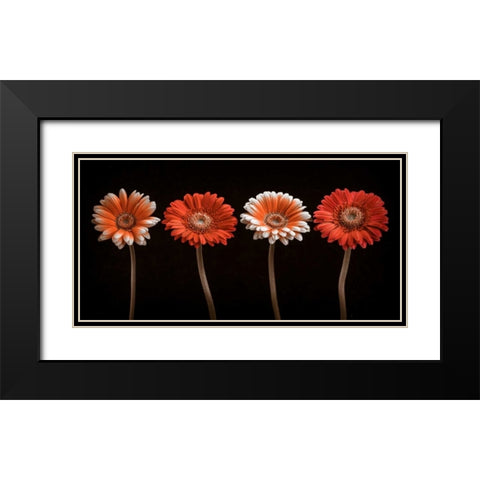 AF20120902 Gerberas 059C18 Black Modern Wood Framed Art Print with Double Matting by Frank, Assaf