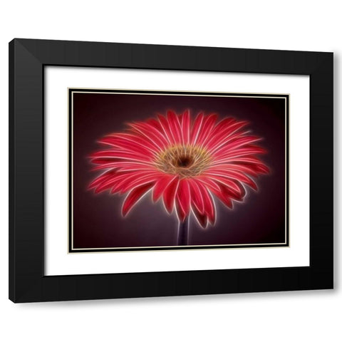 AF20110820 Gerbera 023C03P-2 Black Modern Wood Framed Art Print with Double Matting by Frank, Assaf