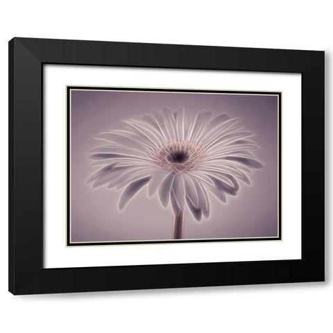 AF20110820 Gerbera 028C01PC02 Black Modern Wood Framed Art Print with Double Matting by Frank, Assaf