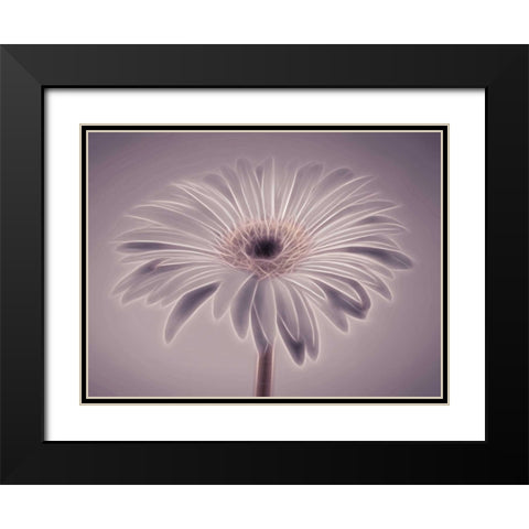 AF20110820 Gerbera 028C01PC02 Black Modern Wood Framed Art Print with Double Matting by Frank, Assaf