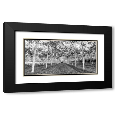 Pathway through trees in forest Black Modern Wood Framed Art Print with Double Matting by Frank, Assaf