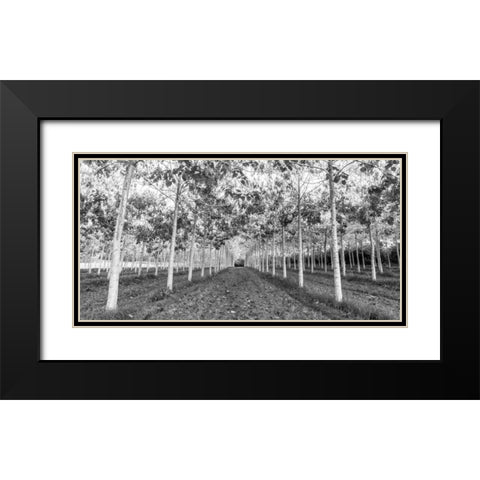 Pathway through trees in forest Black Modern Wood Framed Art Print with Double Matting by Frank, Assaf