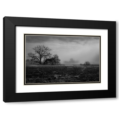 Shaded Trees Black Modern Wood Framed Art Print with Double Matting by Linden, Sally