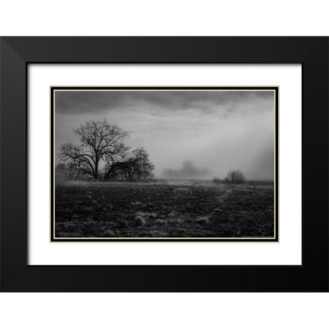 Shaded Trees Black Modern Wood Framed Art Print with Double Matting by Linden, Sally