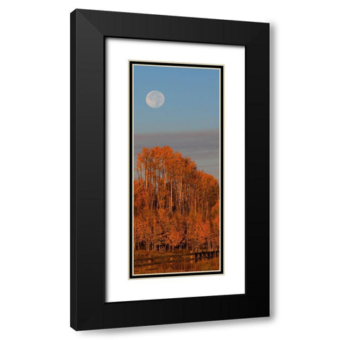 Fall Trees Moon 1 Black Modern Wood Framed Art Print with Double Matting by Linden, Sally