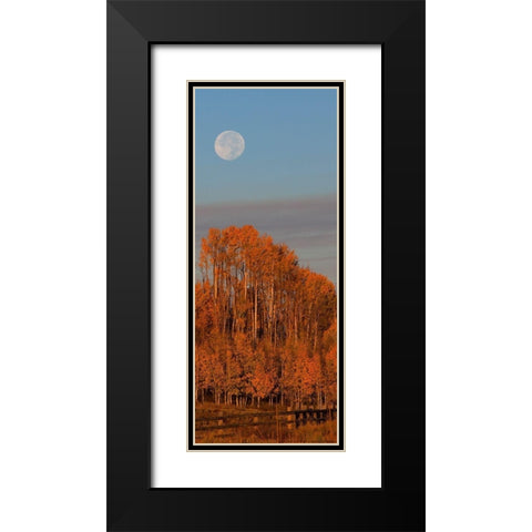 Fall Trees Moon 1 Black Modern Wood Framed Art Print with Double Matting by Linden, Sally