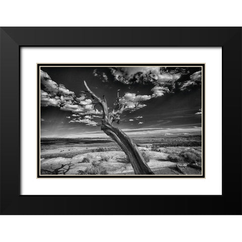 Desert Tree Black Modern Wood Framed Art Print with Double Matting by Linden, Sally
