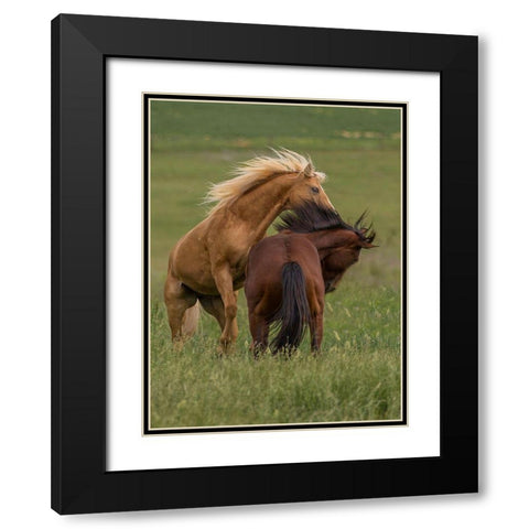 Horse Play Black Modern Wood Framed Art Print with Double Matting by Linden, Sally