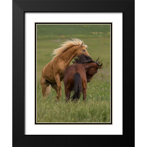 Horse Play Black Modern Wood Framed Art Print with Double Matting by Linden, Sally
