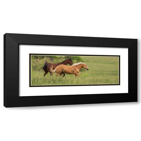 Horse Play Black Modern Wood Framed Art Print with Double Matting by Linden, Sally