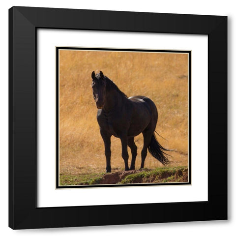 Black Beauty Black Modern Wood Framed Art Print with Double Matting by Linden, Sally