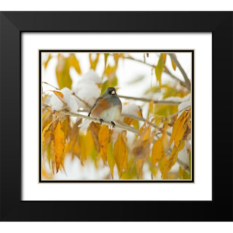 First Snow Black Modern Wood Framed Art Print with Double Matting by Linden, Sally