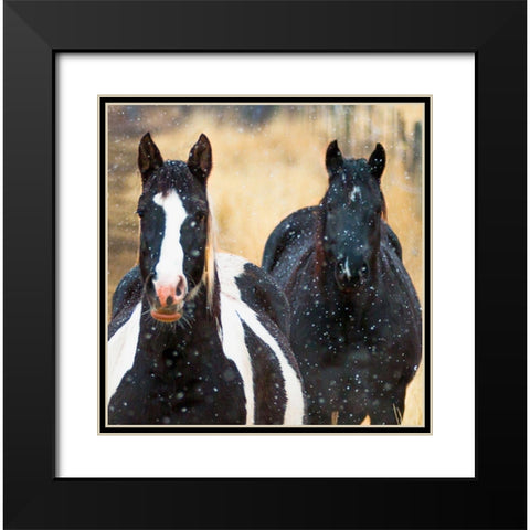 Snowy Horses 2 Black Modern Wood Framed Art Print with Double Matting by Linden, Sally