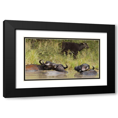 Water Buffalo Black Modern Wood Framed Art Print with Double Matting by Linden, Sally