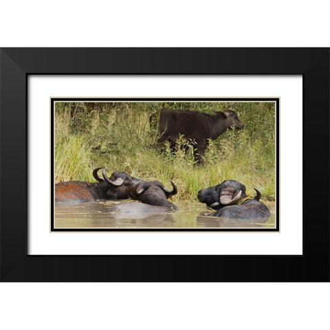 Water Buffalo Black Modern Wood Framed Art Print with Double Matting by Linden, Sally