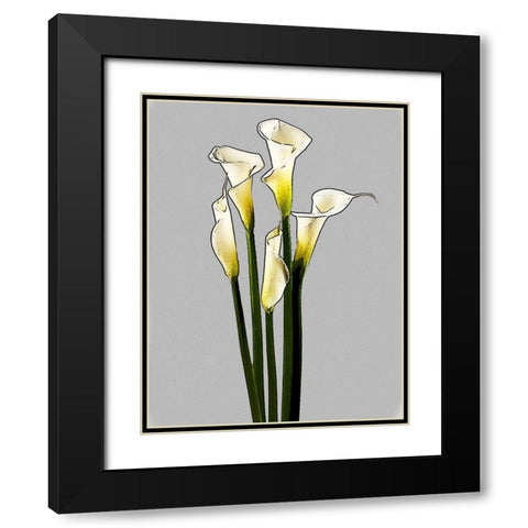 Calla  Black Modern Wood Framed Art Print with Double Matting by Segal, Alan