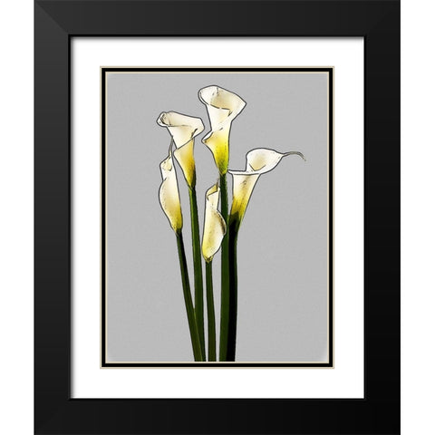 Calla  Black Modern Wood Framed Art Print with Double Matting by Segal, Alan