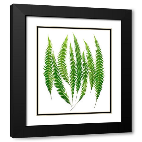 Ferns Black Modern Wood Framed Art Print with Double Matting by Rosenthal, Barry