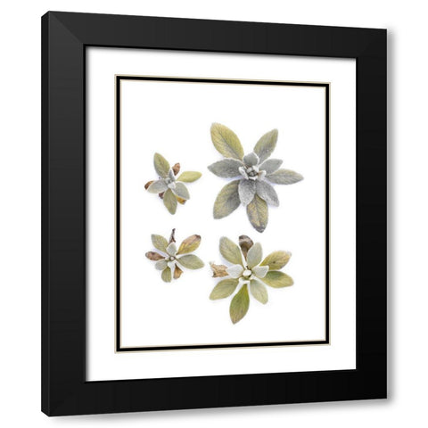 Lambs Ear Black Modern Wood Framed Art Print with Double Matting by Rosenthal, Barry