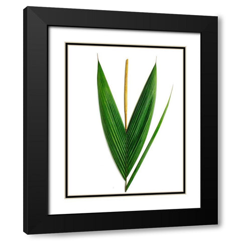 Palms-Costa Rica Black Modern Wood Framed Art Print with Double Matting by Rosenthal, Barry