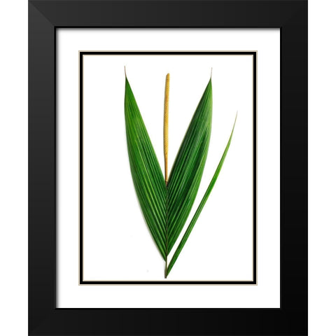Palms-Costa Rica Black Modern Wood Framed Art Print with Double Matting by Rosenthal, Barry