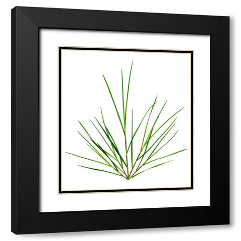 Michigan Grass Black Modern Wood Framed Art Print with Double Matting by Rosenthal, Barry