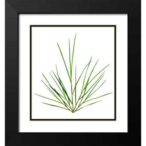 Michigan Grass Black Modern Wood Framed Art Print with Double Matting by Rosenthal, Barry