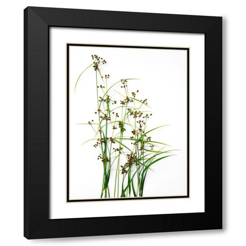 Sedge Black Modern Wood Framed Art Print with Double Matting by Rosenthal, Barry