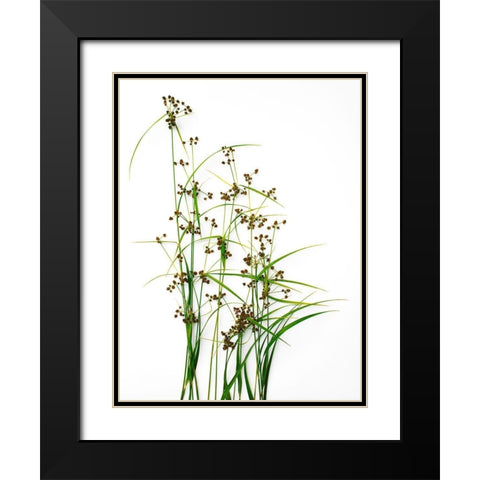 Sedge Black Modern Wood Framed Art Print with Double Matting by Rosenthal, Barry