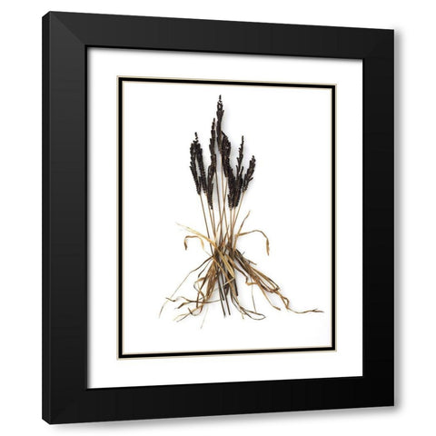 Fern And Grass Black Modern Wood Framed Art Print with Double Matting by Rosenthal, Barry