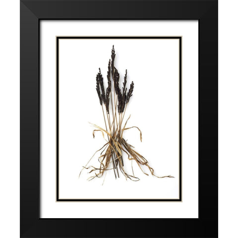 Fern And Grass Black Modern Wood Framed Art Print with Double Matting by Rosenthal, Barry