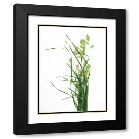 Grass Effort PA Black Modern Wood Framed Art Print with Double Matting by Rosenthal, Barry