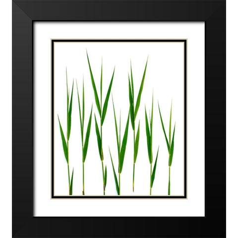 Grass Hillsdale Black Modern Wood Framed Art Print with Double Matting by Rosenthal, Barry