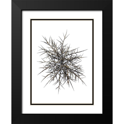 Thorns Black Modern Wood Framed Art Print with Double Matting by Rosenthal, Barry