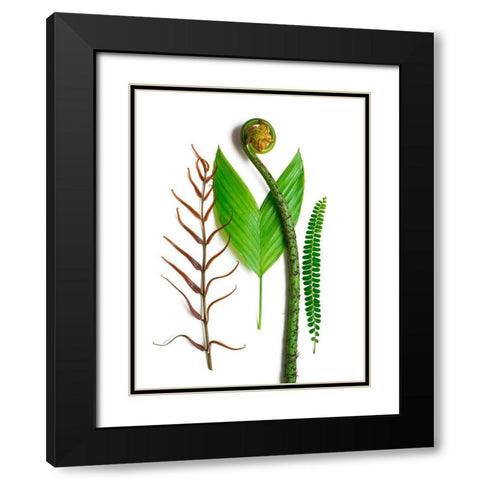 Ferns And Palms Black Modern Wood Framed Art Print with Double Matting by Rosenthal, Barry