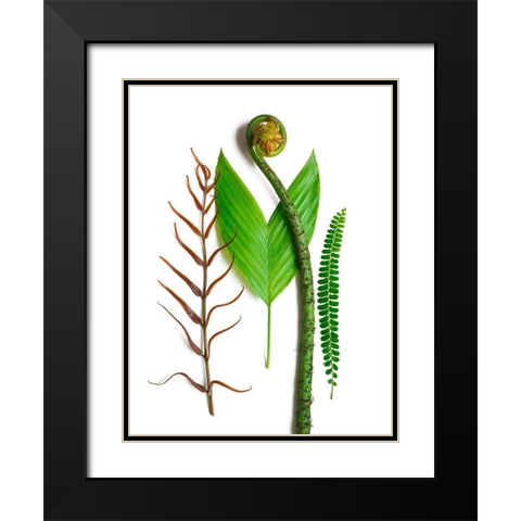 Ferns And Palms Black Modern Wood Framed Art Print with Double Matting by Rosenthal, Barry