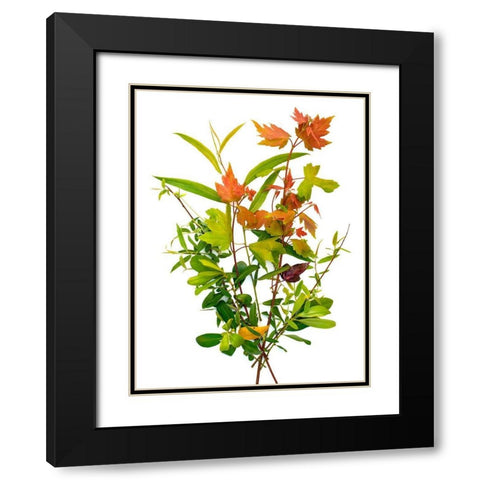 Maple Black Modern Wood Framed Art Print with Double Matting by Rosenthal, Barry